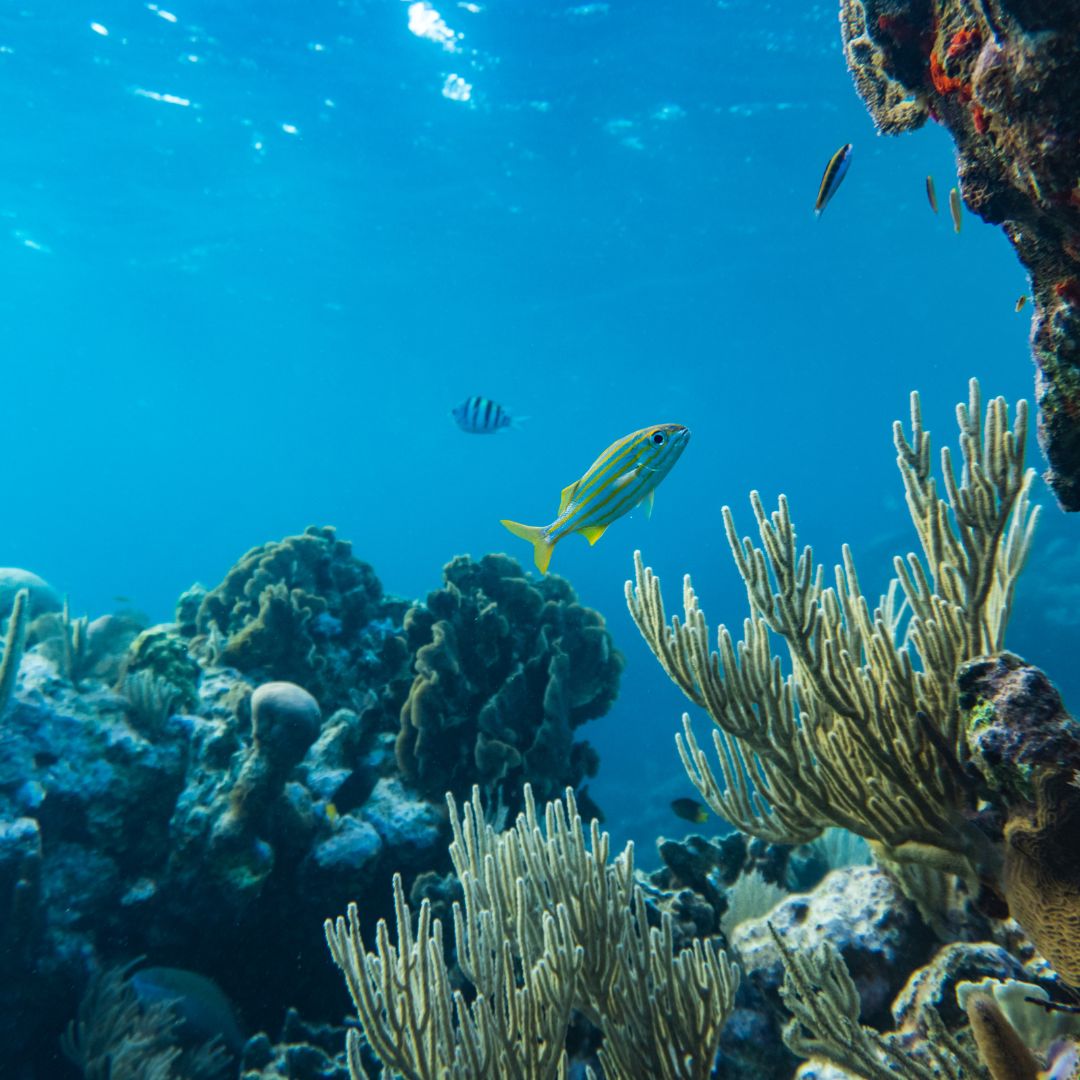 SEL Activity: Caring for the Ocean